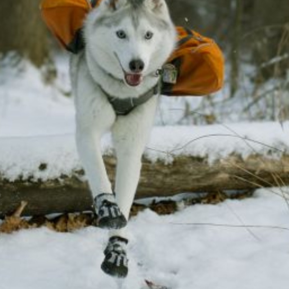 New Alcott adventure boots for dog size small